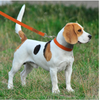 Everyday Walk Collar & Leash Set